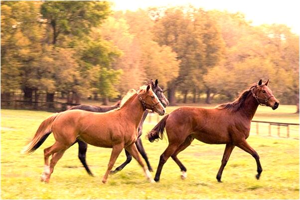 夢到了坐車半路下車了有什麼徵兆_周公解夢官網
