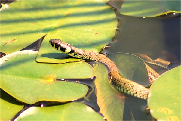 夢見火燒腳底是什麼意思？_周公解夢官網