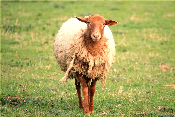 夢到了在地下刨知了是怎么回事_周公解夢官網