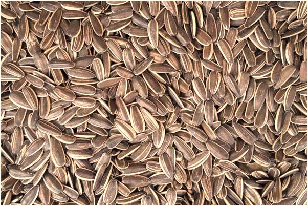 夢見綠色的沼澤有什麼寓意嗎?_周公解夢官網