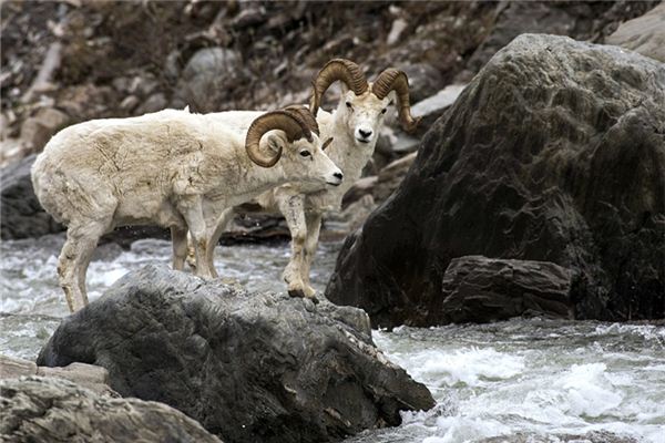 1979年出生是什麼命_十二生肖
