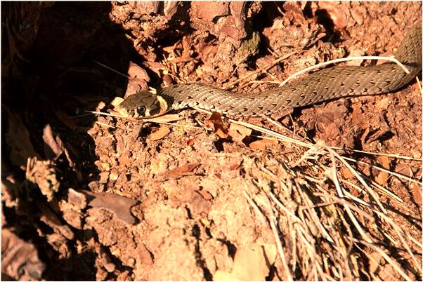 夢到了殺黃鱔裡面全身蛋是咋回事_周公解夢官網