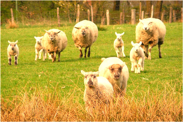 夢到了自己養的小狗狠可愛啥意思_周公解夢官網