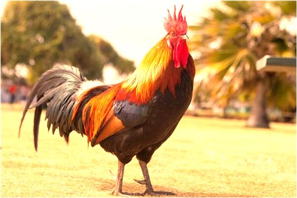 夢見青蛇咬狗自己殺蛇有什麼寓意嗎_周公解夢官網