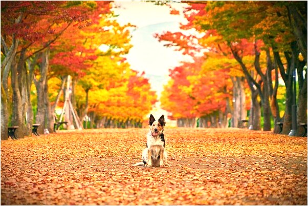 夢到穿紅衣服被牛追是什麼預兆？_周公解夢官網