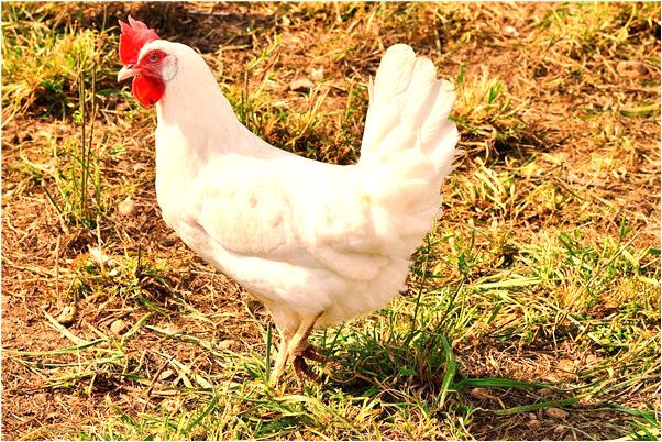 夢到許久未見的老朋友是什麼兆頭_周公解夢官網