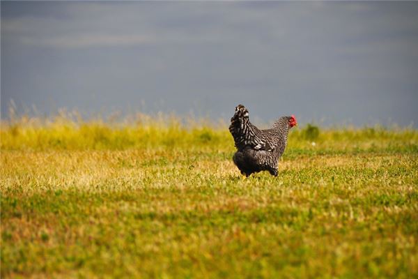 2017年出生今年多大_十二生肖