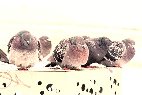 夢到死皮撕掉了有什麼說法_周公解夢官網