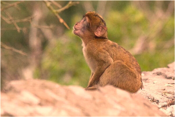 夢到一什麼牙刷了是啥意思_周公解夢官網