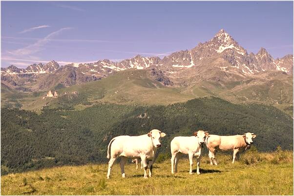 夢見乾媽準備做生日預示著什麼_周公解夢官網