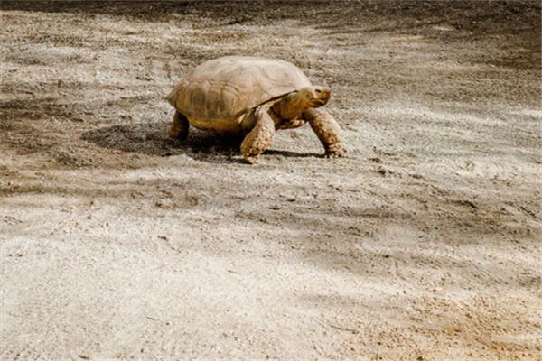 夢見捉烏龜_周公解夢