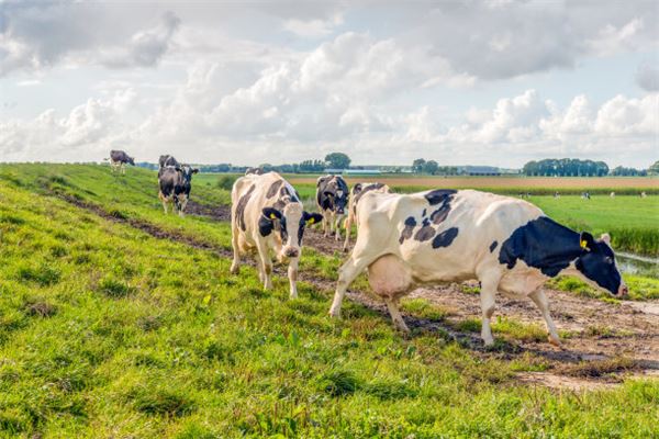 2021年屬牛本命年祝福語大全 祝福本命年生日的話語有哪些_十二生肖