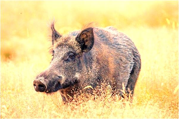 夢到光著屁股在宿舍樓里走是好是壞_周公解夢官網