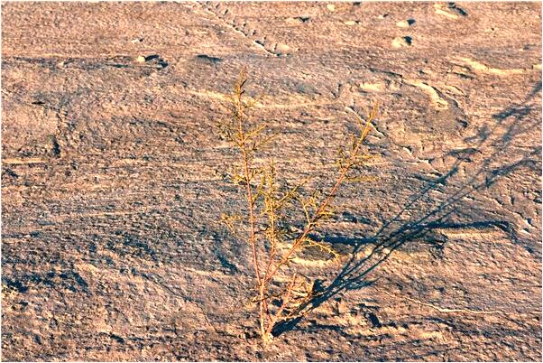 夢到為朋友洗飯盒有什麼說法_周公解夢官網