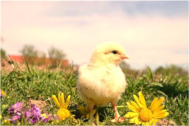 夢見女孩兒追殺自己的人耳是怎么回事_周公解夢官網