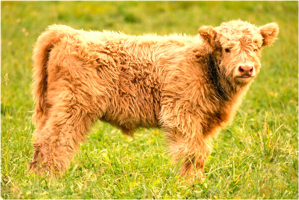 夢見兩男人在自己床上是什麼意思?_周公解夢官網