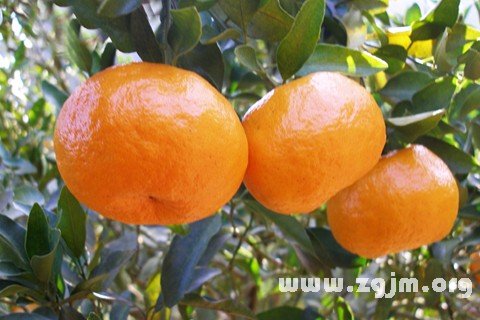Dream of mandarin orange