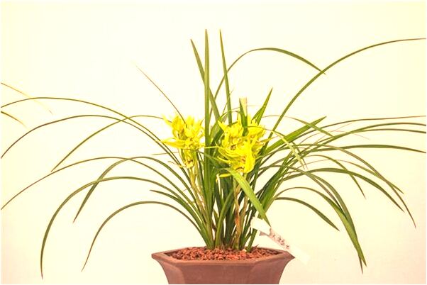 夢見男友埋怨是什麼徵兆_周公解夢官網