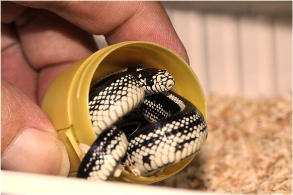 夢到了雞蛋餅糊了有什麼寓意嗎_周公解夢官網