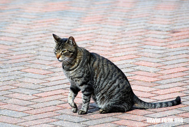 夢見海水漲潮_周公解夢夢到海水漲潮是什麼意思_做夢夢見海水漲潮好不好_周公解夢官網