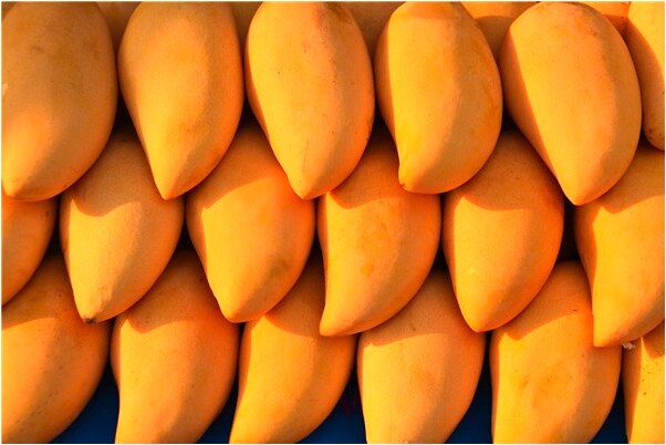 夢見好多狗跑向我啥意思_周公解夢官網