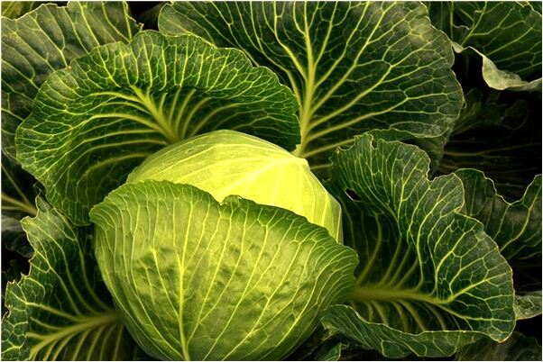 夢到了被顛老追著跑有什麼意義嗎_周公解夢官網