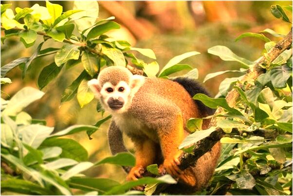 夢到馬路被水淹沒了代表著什麼_周公解夢官網