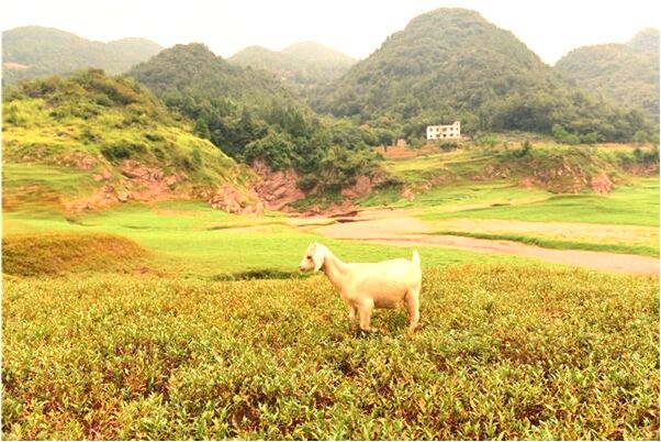 夢見生了一個男孩預示了什麼_周公解夢官網