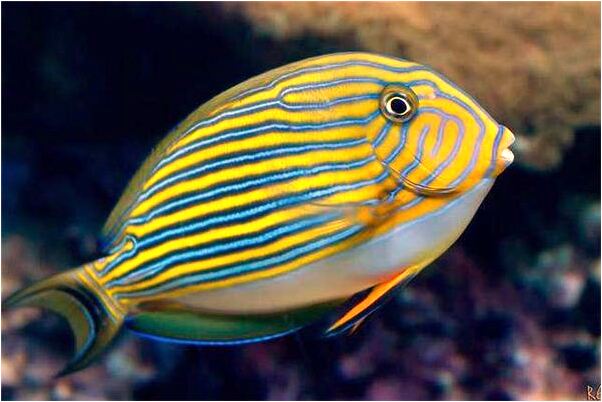 夢到嫂子我上吊來是什麼意思_周公解夢官網