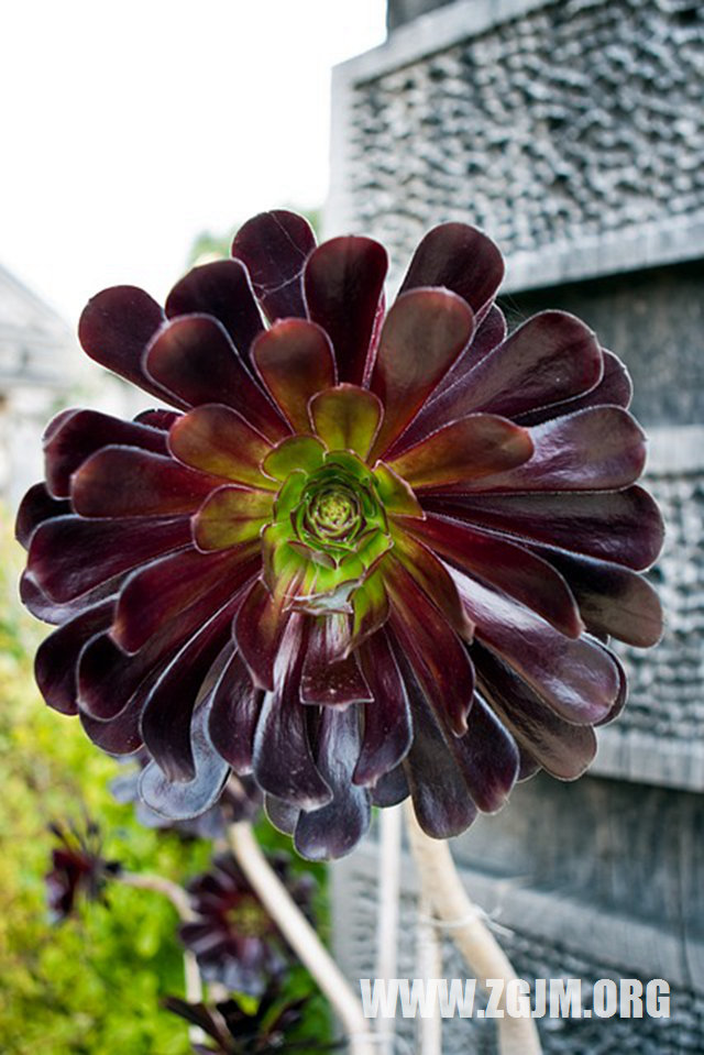 夢見自家親戚離婚又再婚_周公解夢夢到自家親戚離婚又再婚是什麼意思_做夢夢見自家親戚離婚又再婚好不好_周公解夢官網