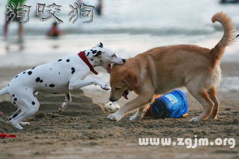 Dream of dog eat dog dog fighting