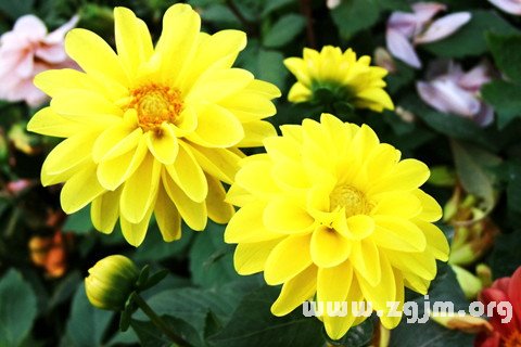 Dream of yellow flowers