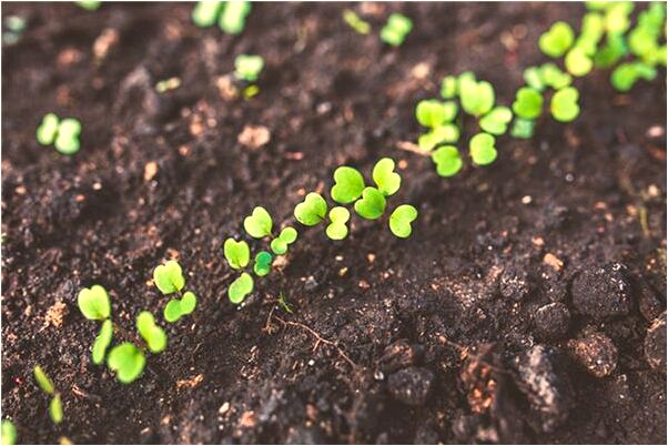 夢到了統治狼有什麼寓意嗎？_周公解夢官網