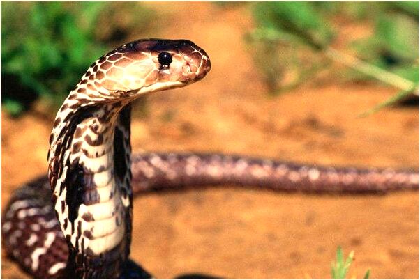 夢到死個男孩什麼預兆_周公解夢官網