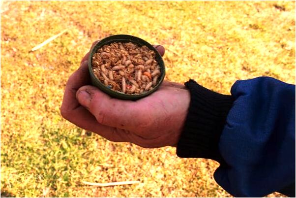 夢到了女人生魚是什麼意思？_周公解夢官網