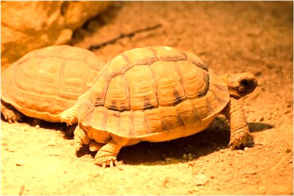 夢到自家院子裡種發財樹有什麼徵兆_周公解夢官網