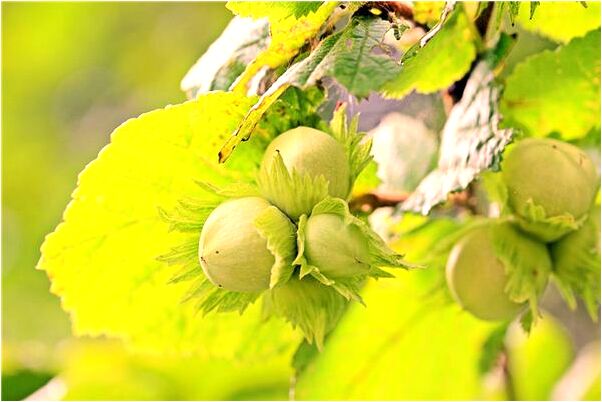 夢見很多刺梨有什麼意思嗎_周公解夢官網