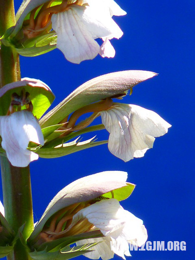夢見開車剎不住_周公解夢夢到開車剎不住是什麼意思_做夢夢見開車剎不住好不好_周公解夢官網