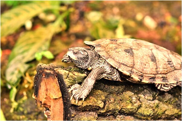 夢到了自己喜歡的女生死了怎么樣_周公解夢官網