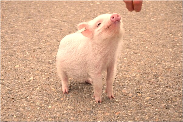 夢見炎魔被關在鐵罐子裡代表什麼_周公解夢官網