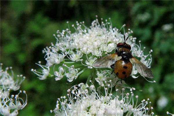 夢到了蟲蟲怎么說_周公解夢