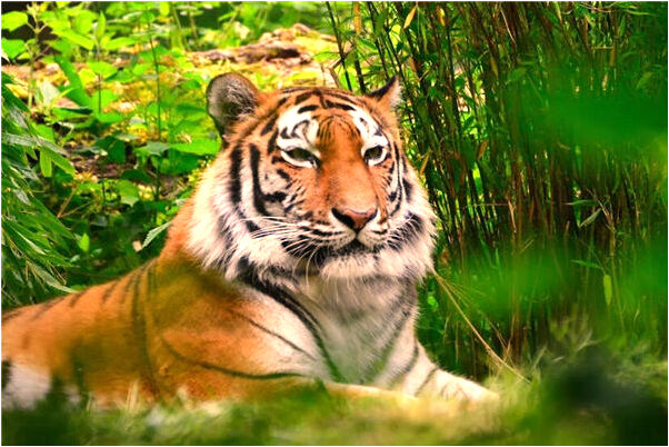 夢見自己雙腳爛了快死了是什麼意思_周公解夢官網