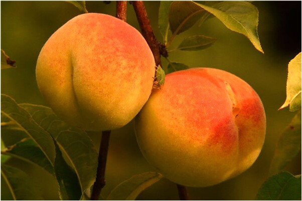 夢到自己不吃肉把肉給了別人會有什麼預兆_周公解夢官網