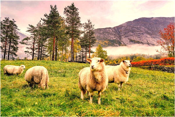 夢到擠牙膏吃意味著什麼_周公解夢官網