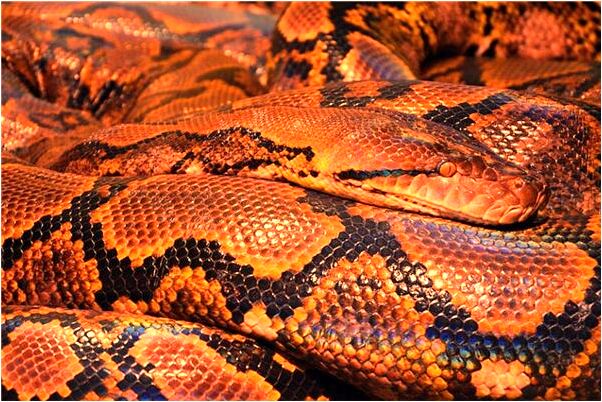 夢到了自己很胖坐著是咋回事_周公解夢官網