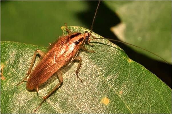 夢到了能力被很多人追殺意味著什麼_周公解夢官網