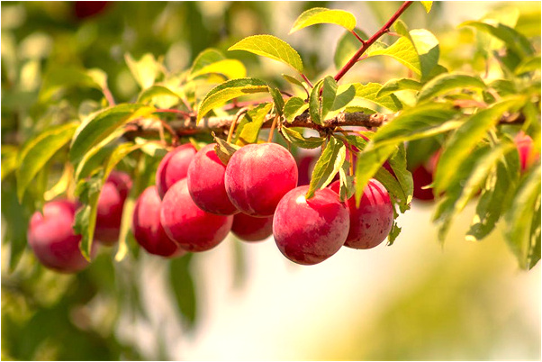 夢到了爸爸騎腳踏車帶我上坡是好的徵兆嗎_周公解夢官網