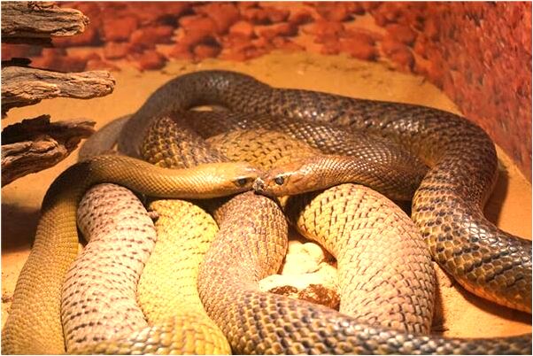 夢到讓別人扶母親走路有什麼寓意嗎？_周公解夢官網