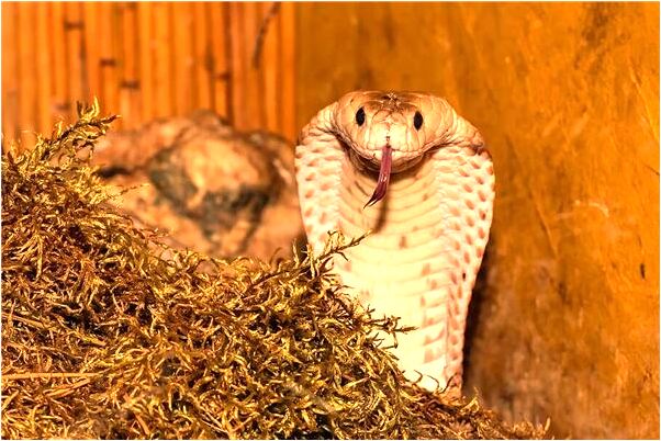 夢到在市中院大樓旁有什麼意思嗎_周公解夢官網