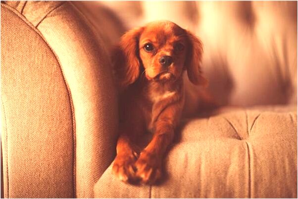 夢到了別人吃紅署意味什麼_周公解夢官網